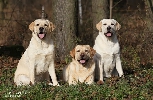 from left: A´Destined ToVictory Caniwergi´s (sister), Caramelle Cream Belle Moravia ( mother), A´Future is Flynn Caniwergi´s ( Flynnda)